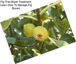Fig Tree Borer Treatment: Learn How To Manage Fig Borers