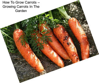 How To Grow Carrots – Growing Carrots In The Garden