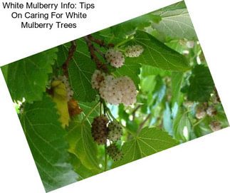 White Mulberry Info: Tips On Caring For White Mulberry Trees