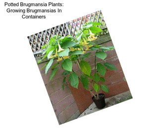 Potted Brugmansia Plants: Growing Brugmansias In Containers