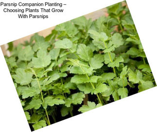 Parsnip Companion Planting – Choosing Plants That Grow With Parsnips