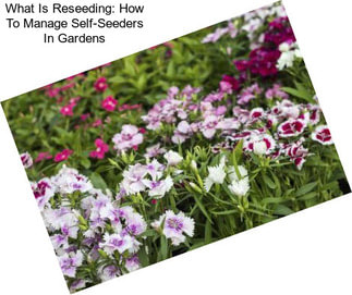 What Is Reseeding: How To Manage Self-Seeders In Gardens