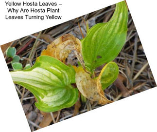 Yellow Hosta Leaves – Why Are Hosta Plant Leaves Turning Yellow