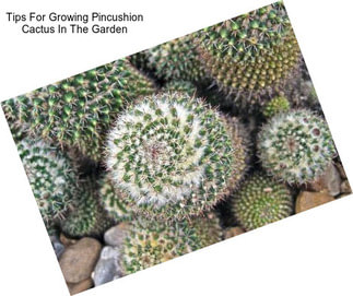Tips For Growing Pincushion Cactus In The Garden