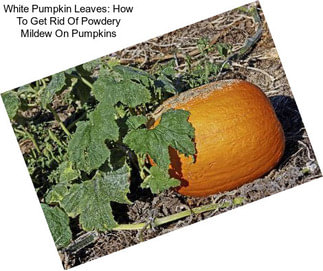 White Pumpkin Leaves: How To Get Rid Of Powdery Mildew On Pumpkins
