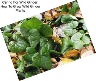 Caring For Wild Ginger: How To Grow Wild Ginger Plants