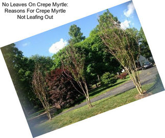 No Leaves On Crepe Myrtle: Reasons For Crepe Myrtle Not Leafing Out