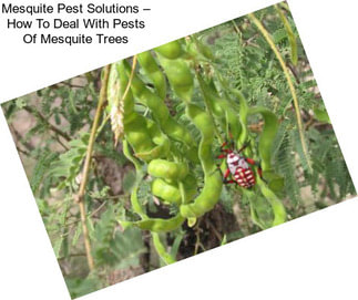 Mesquite Pest Solutions – How To Deal With Pests Of Mesquite Trees