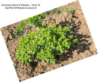 Common Zone 8 Weeds – How To Get Rid Of Weeds In Zone 8