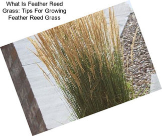 What Is Feather Reed Grass: Tips For Growing Feather Reed Grass