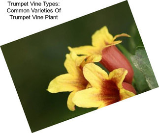 Trumpet Vine Types: Common Varieties Of Trumpet Vine Plant