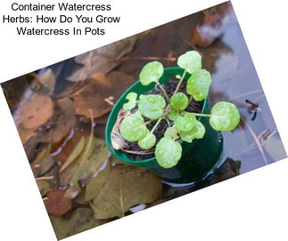 Container Watercress Herbs: How Do You Grow Watercress In Pots