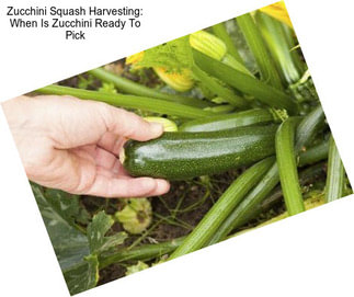 Zucchini Squash Harvesting: When Is Zucchini Ready To Pick