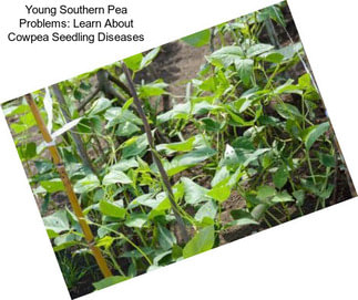 Young Southern Pea Problems: Learn About Cowpea Seedling Diseases