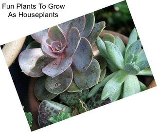 Fun Plants To Grow As Houseplants