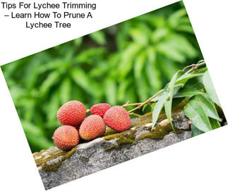 Tips For Lychee Trimming – Learn How To Prune A Lychee Tree