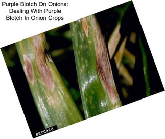 Purple Blotch On Onions: Dealing With Purple Blotch In Onion Crops