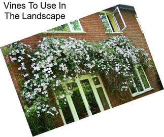 Vines To Use In The Landscape