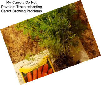 My Carrots Do Not Develop: Troubleshooting Carrot Growing Problems