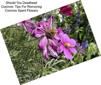 Should You Deadhead Cosmos: Tips For Removing Cosmos Spent Flowers