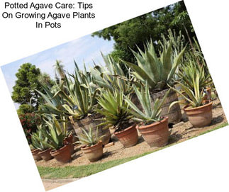 Potted Agave Care: Tips On Growing Agave Plants In Pots