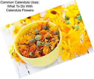 Common Calendula Uses: What To Do With Calendula Flowers