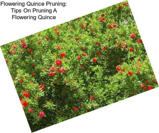 Flowering Quince Pruning: Tips On Pruning A Flowering Quince