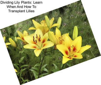 Dividing Lily Plants: Learn When And How To Transplant Lilies