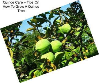 Quince Care – Tips On How To Grow A Quince Tree