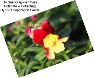 Do Snapdragons Cross Pollinate – Collecting Hybrid Snapdragon Seeds