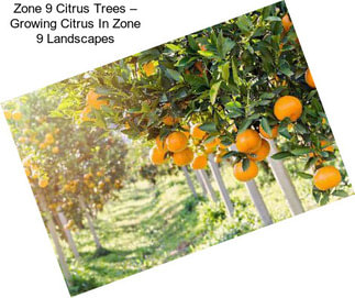 Zone 9 Citrus Trees – Growing Citrus In Zone 9 Landscapes