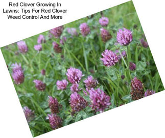 Red Clover Growing In Lawns: Tips For Red Clover Weed Control And More