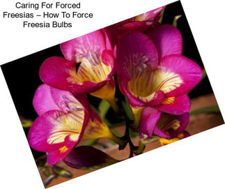 Caring For Forced Freesias – How To Force Freesia Bulbs