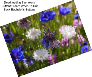 Deadheading Bachelor\'s Buttons: Learn When To Cut Back Bachelor\'s Buttons