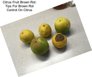 Citrus Fruit Brown Rot: Tips For Brown Rot Control On Citrus