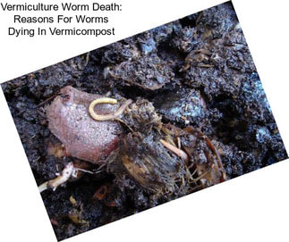 Vermiculture Worm Death: Reasons For Worms Dying In Vermicompost