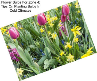 Flower Bulbs For Zone 4: Tips On Planting Bulbs In Cold Climates