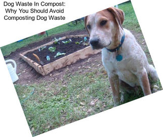 Dog Waste In Compost: Why You Should Avoid Composting Dog Waste