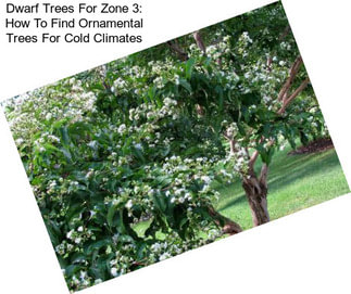 Dwarf Trees For Zone 3: How To Find Ornamental Trees For Cold Climates