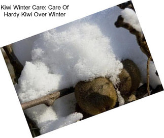 Kiwi Winter Care: Care Of Hardy Kiwi Over Winter