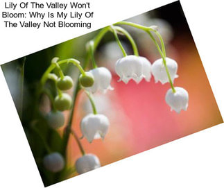Lily Of The Valley Won\'t Bloom: Why Is My Lily Of The Valley Not Blooming