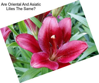 Are Oriental And Asiatic Lilies The Same?