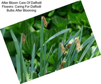 After Bloom Care Of Daffodil Flowers: Caring For Daffodil Bulbs After Blooming