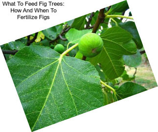 What To Feed Fig Trees: How And When To Fertilize Figs