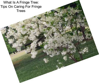 What Is A Fringe Tree: Tips On Caring For Fringe Trees