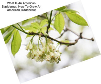 What Is An American Bladdernut: How To Grow An American Bladdernut