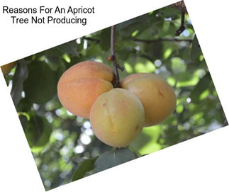 Reasons For An Apricot Tree Not Producing