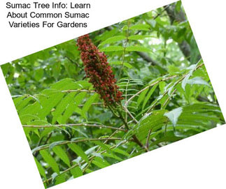 Sumac Tree Info: Learn About Common Sumac Varieties For Gardens