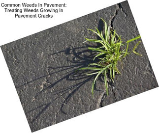 Common Weeds In Pavement: Treating Weeds Growing In Pavement Cracks