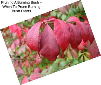 Pruning A Burning Bush – When To Prune Burning Bush Plants